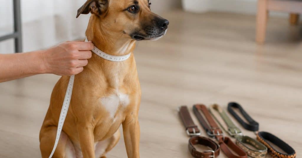 Bien mesurer son chien avant d'acheter un collier