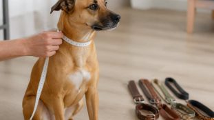Bien mesurer son chien avant d'acheter un collier