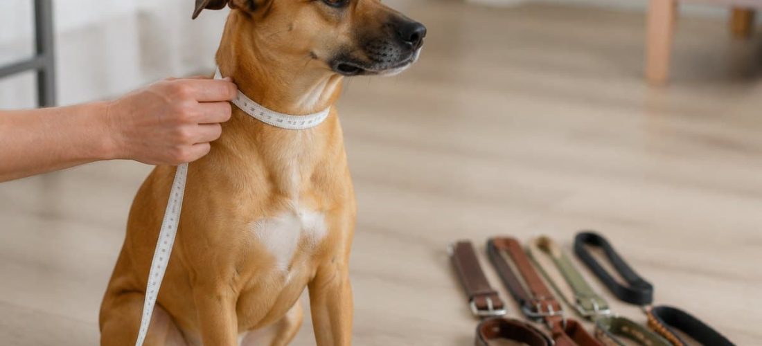 Bien mesurer son chien avant d'acheter un collier